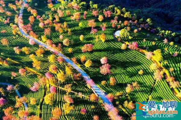 2022無量山櫻花谷最佳游玩時間 無量山櫻花谷櫻花什么時候開？