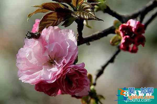 長沙賞櫻花的地方有哪些 長沙觀賞櫻花好去處2022？