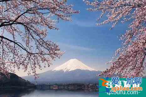 日本神奈川的櫻花、富士山的櫻花、日本東北地區櫻花介紹？