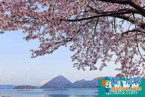 日本神奈川的櫻花、富士山的櫻花、日本東北地區櫻花介紹？