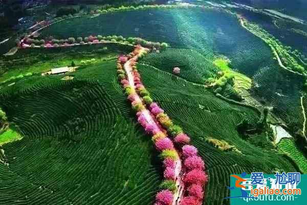 漳平永福櫻花園2022年開放嗎？