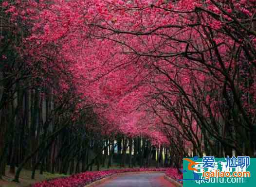 青島中山公園櫻花幾月份開2022 青島櫻花去哪里看？