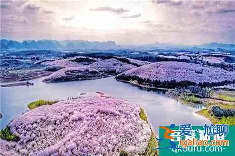 2022貴安櫻花園交通出行全攻略？