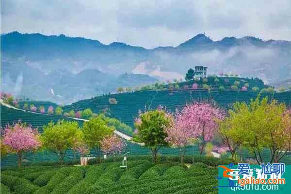 漳平永福櫻花園2022年開放嗎？