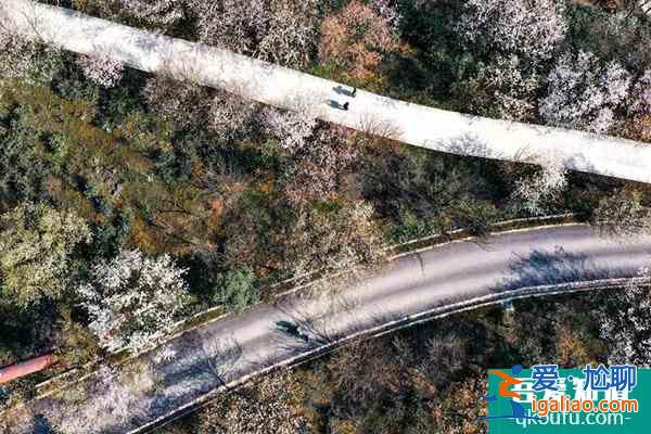 重慶櫻花觀賞地2022 重慶賞櫻花最全攻略？