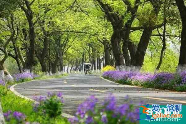 2022鹽官百里錢塘櫻花攻略？