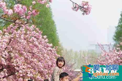 2022中國科技大學櫻花開了嗎(附賞櫻花攻略)？