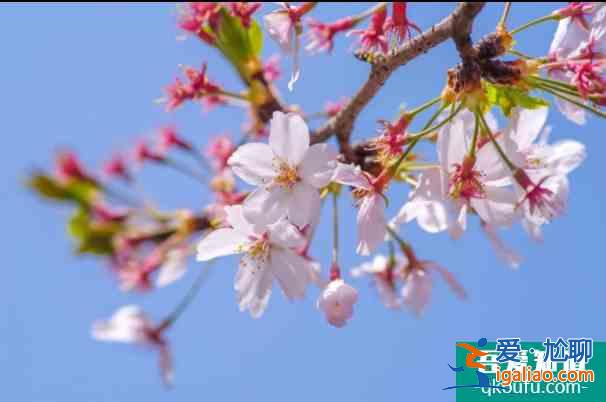 上海賞櫻花哪里最好的地方2022 上海賞櫻景點(diǎn)開放時(shí)間及預(yù)約指南? 上海賞櫻花哪里最好的地方2022 上海賞櫻景點(diǎn)開放時(shí)間及預(yù)約指南?