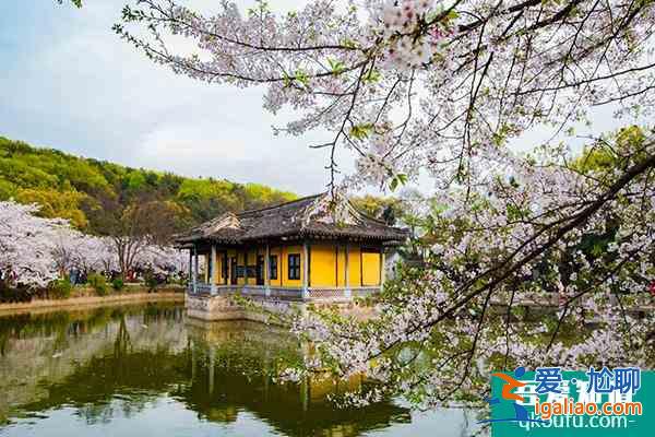 2022無錫黿頭渚櫻花雪糕在哪里買?附價格及口味介紹？