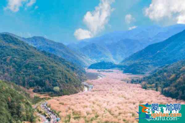 2022浙江賞櫻花好去處 浙江櫻花哪里好看？