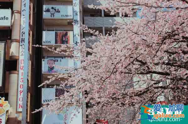 東京哪里可以看櫻花 東京賞櫻地點推薦？