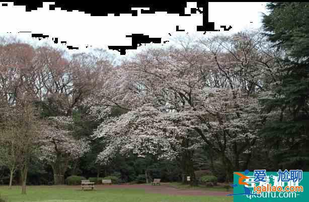 東京哪里可以看櫻花 東京賞櫻地點推薦？