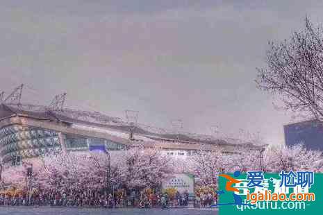 2022上海賞櫻花的地方整理？