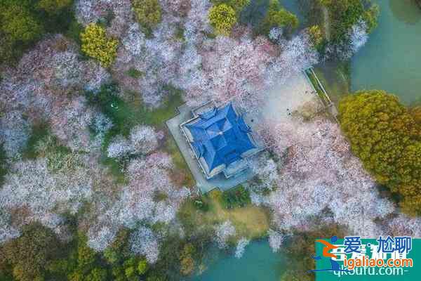 2022無錫黿頭渚櫻花什么時候開? 2022無錫黿頭渚櫻花什么時候開?