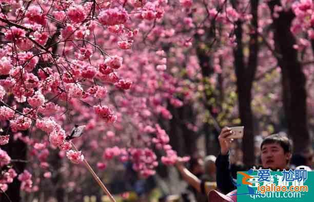 2022昆明圓通山櫻花什么時候開？