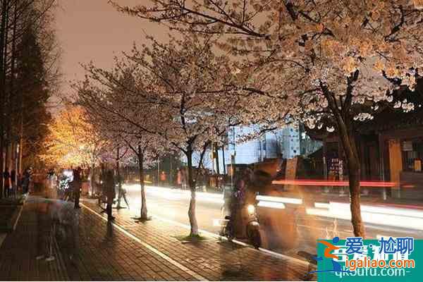 雞鳴寺櫻花大道怎么走(附觀光路線)？