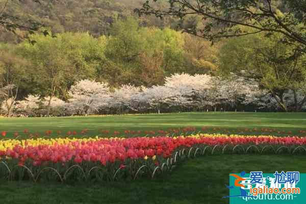 2022杭州太子灣公園櫻花什么時候開 杭州太子灣公園櫻花最佳觀賞時間？