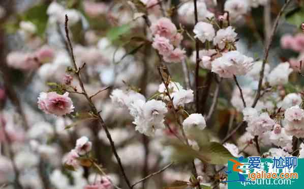 深圳哪里可以看櫻花 2022深圳賞櫻地點推薦？