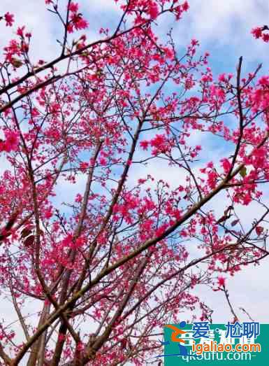 深圳哪里可以看櫻花 2022深圳賞櫻地點推薦？