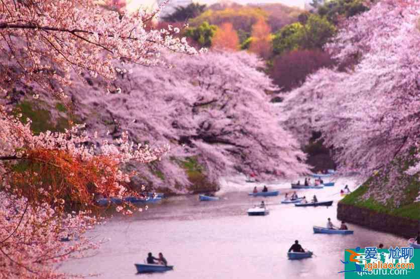 日本櫻花前線2022時間 附推薦地點及美食推薦？