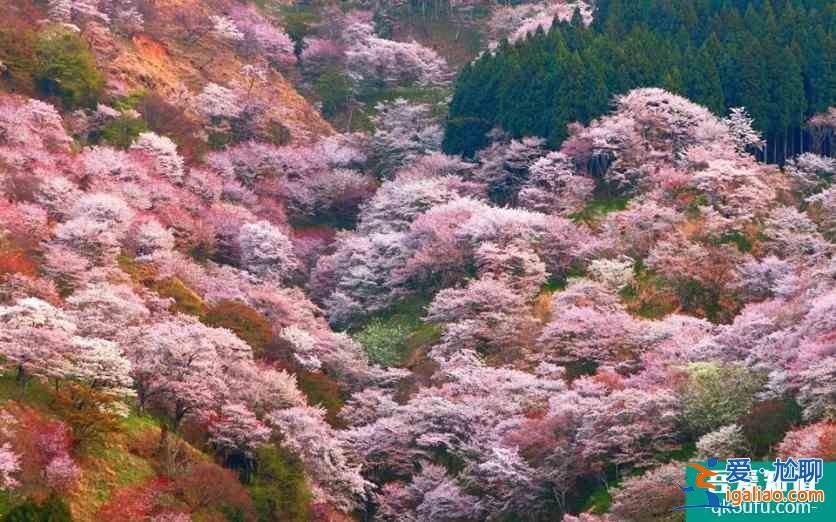 日本櫻花前線2022時間 附推薦地點及美食推薦？