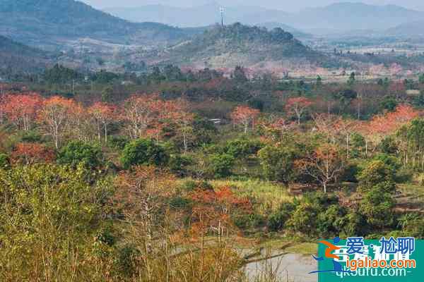 2022昌江木棉花最佳觀賞地點 昌江木棉花旅游攻略？