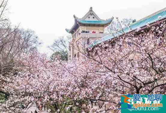 武漢大學櫻花最佳觀賞地點2022？