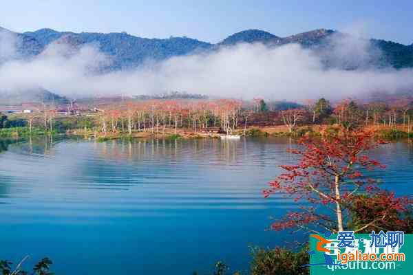 2022昌江木棉花最佳觀賞地點 昌江木棉花旅游攻略？