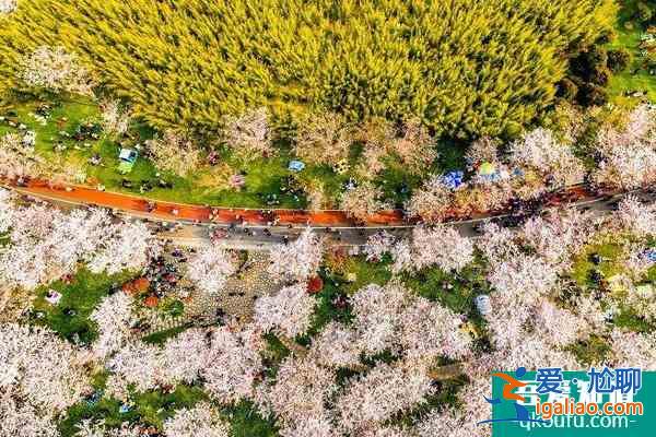 2022無錫金匱公園櫻花什么時候開 附交通攻略？
