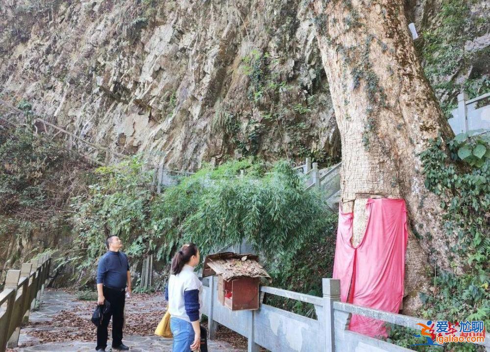 法院發(fā)古樹救治令 涉案人需繳29萬救治費？
