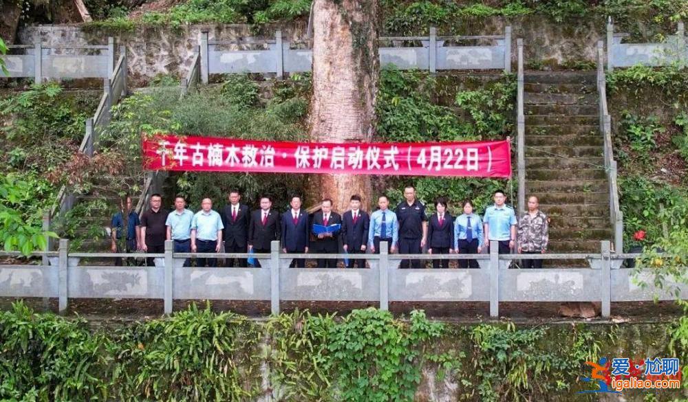 法院發(fā)古樹救治令 涉案人需繳29萬救治費？