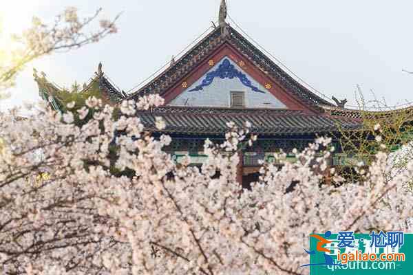 國內(nèi)賞櫻花最好的地方 國內(nèi)櫻花觀賞地2022？