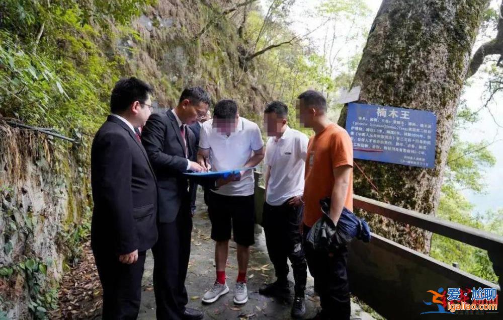 法院發(fā)古樹救治令 涉案人需繳29萬救治費？