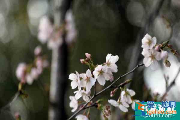 2022南京雞鳴寺櫻花開放時間 附預約觀賞指南？