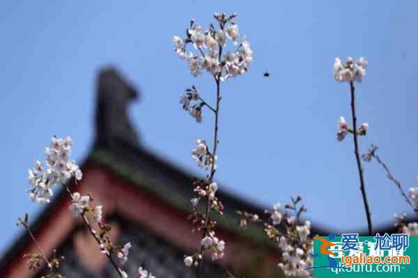 2022南京雞鳴寺櫻花開放時間 附預約觀賞指南？