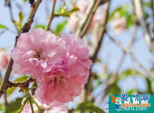 2022重慶櫻花開放時間介紹 附看櫻花地址和交通？