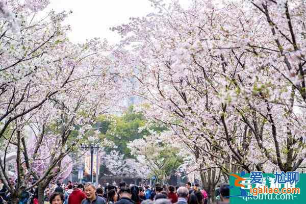 寧波櫻花公園櫻花什么時候開？