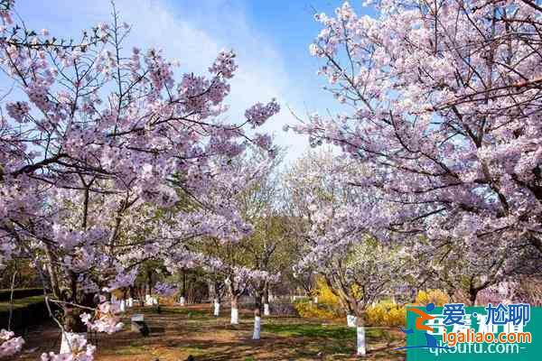 2022旅順櫻花園開園時間 門票價格及游玩攻略？