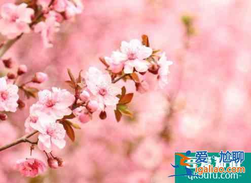 拈花灣櫻花開了嗎 2022無錫哪里看櫻花？