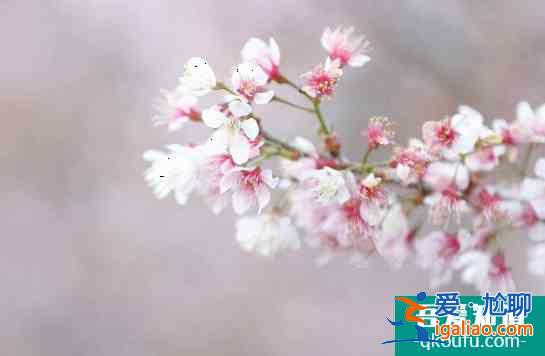 拈花灣櫻花開了嗎 2022無錫哪里看櫻花？