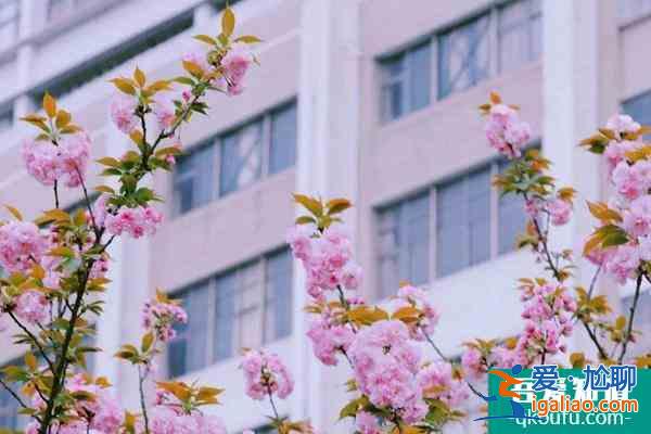 2022湖南科技大學櫻花攻略? 2022湖南科技大學櫻花攻略?