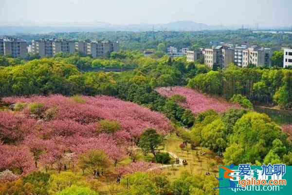 2022湖南科技大學櫻花攻略? 2022湖南科技大學櫻花攻略?