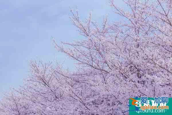 2022無錫黿頭渚賞櫻花攻略 附最佳時間及賞櫻路線？