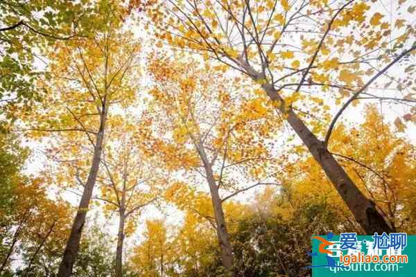 2022云陽去哪里賞花比較好 云陽賞花好去處？