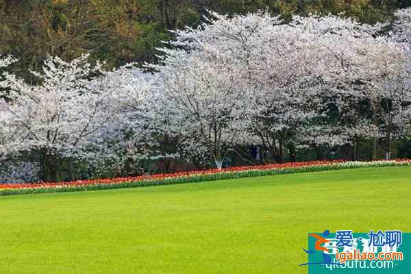 2022杭州太子灣櫻花在哪里?附花期介紹及賞花攻略？