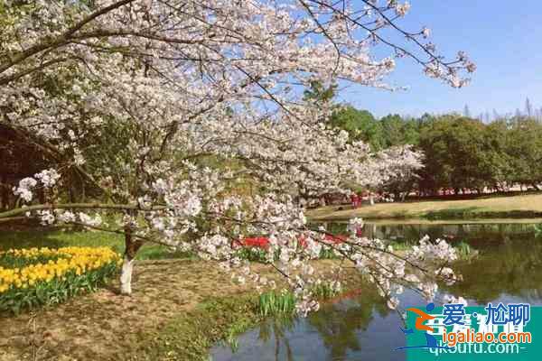 2022杭州太子灣櫻花在哪里?附花期介紹及賞花攻略？