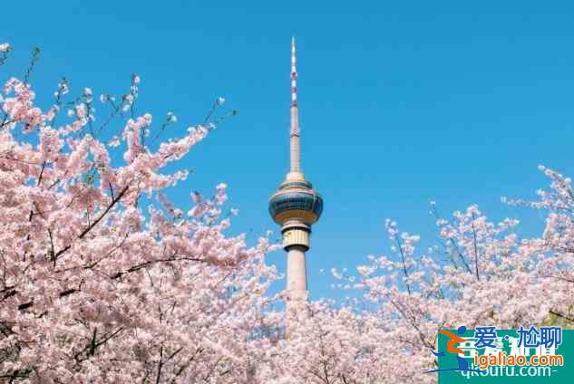 2022玉淵潭公園櫻花最佳觀賞時間？