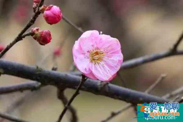 長沙免費賞梅的地方推薦？