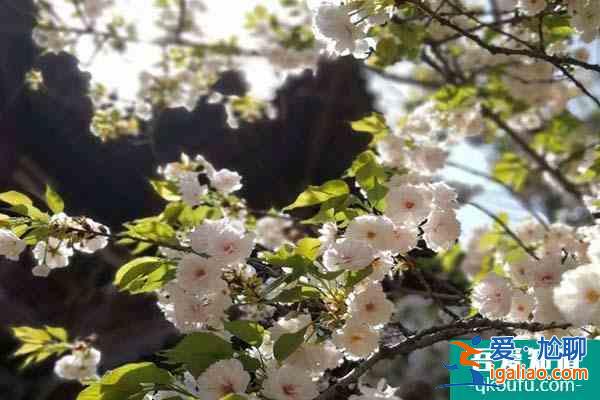 西安青龍寺的櫻花開了嗎2022 青龍寺櫻花觀賞時間？