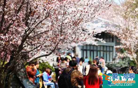 上海顧村公園櫻花節2022時間及門票活動？
